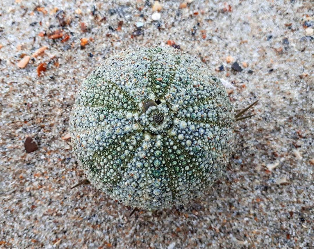 Banjaard Beachhouse Patrijzenlaan 14 Kamperland Luaran gambar